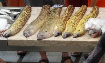 Puzzle 3769 - Poissons frais sur le marché 
