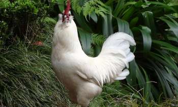 Puzzle 3940 - Coq Blanc Madérien 