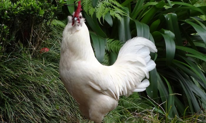 Puzzle Coq Blanc Madérien 