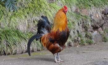 Puzzle 3798 - Fier Coq
