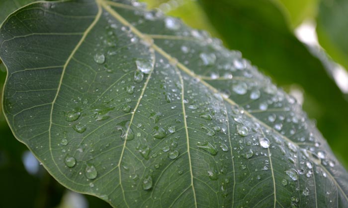 Puzzle Après la pluie
