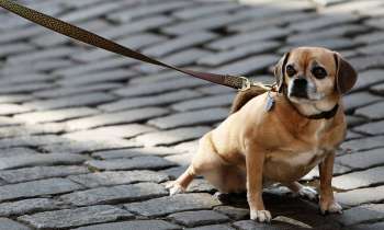 Puzzle 3666 - chien en laisse