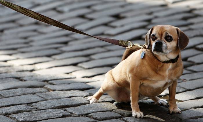 Puzzle chien en laisse