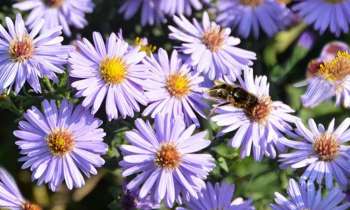 Puzzle 3668 - Violettes et une abeille