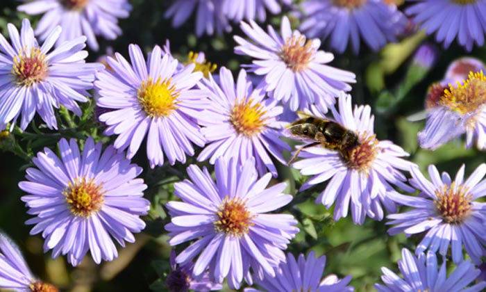 Puzzle Violettes et une abeille