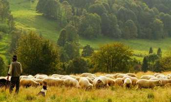 Puzzle 4866 - Troupeau de mouton
