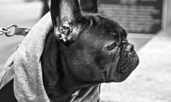 Puzzle 5147 - Buldog noir