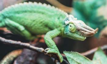 Puzzle 3703 - Caméléon