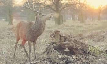 Puzzle 5158 - Cerf qui brame