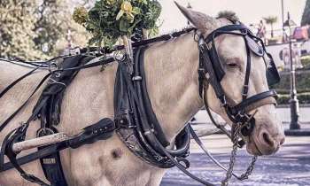 Puzzle 4713 - Cheval de traie