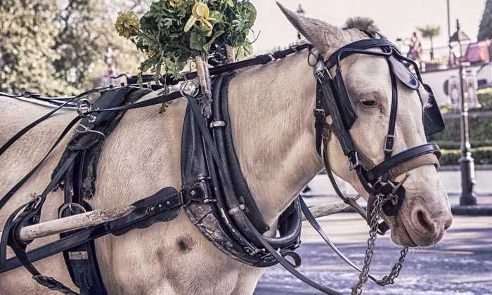 Puzzle Cheval de traie