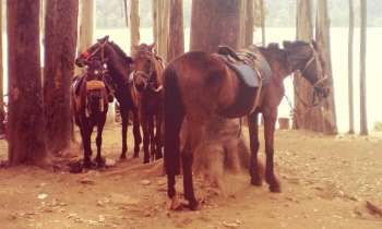 Puzzle 4671 - Chevaux en forêt