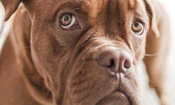 Puzzle 4252 - Chien marron