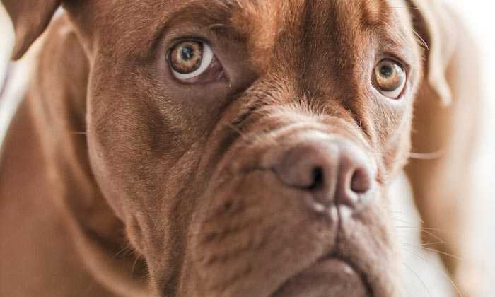 Puzzle Chien marron