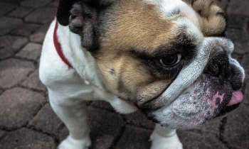 Puzzle 4850 - Buldog de face