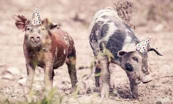 Puzzle 5095 - des cochons heureux