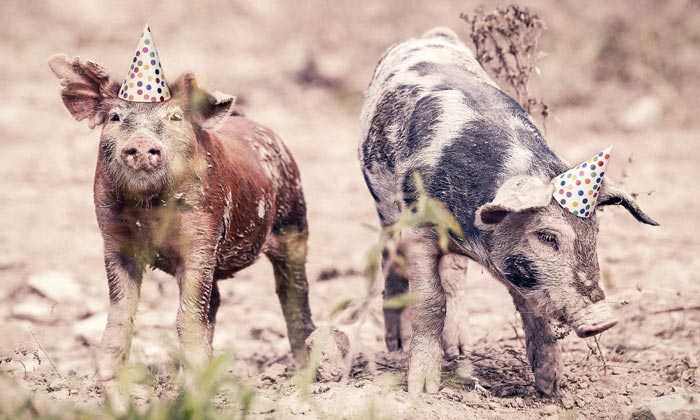Puzzle des cochons heureux