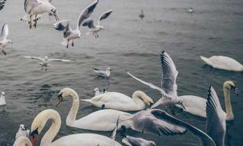 Puzzle 4721 - Cygnes et mouettes