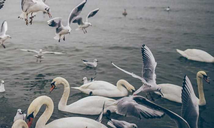 Puzzle Cygnes et mouettes