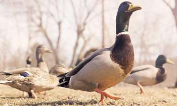 Puzzle 3929 - Des canards