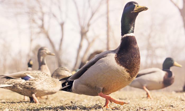 Puzzle Des canards
