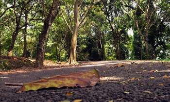 Puzzle 3964 - Feuille sur la route