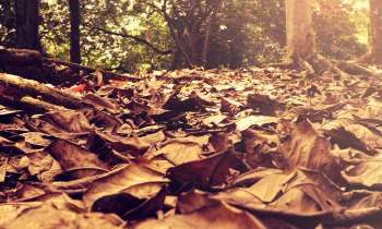 Puzzle 3939 - Tapis d'automne