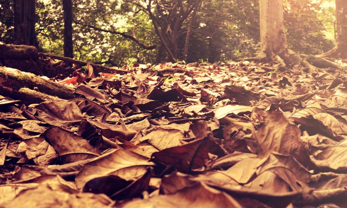 Puzzle Tapis d'automne