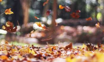 Puzzle 3953 - Feuilles à l'automne