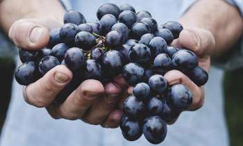 Puzzle 3694 - des raisins rouges