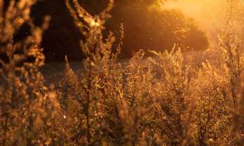 Puzzle 3938 - Nature sauvage