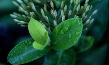 Puzzle 3698 - Nature verte