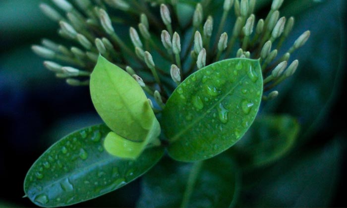 Puzzle Nature verte