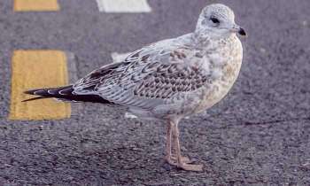 Puzzle 4727 - Oiseau sur la route
