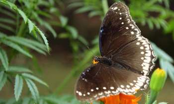 Puzzle 3910 - Papillon noir