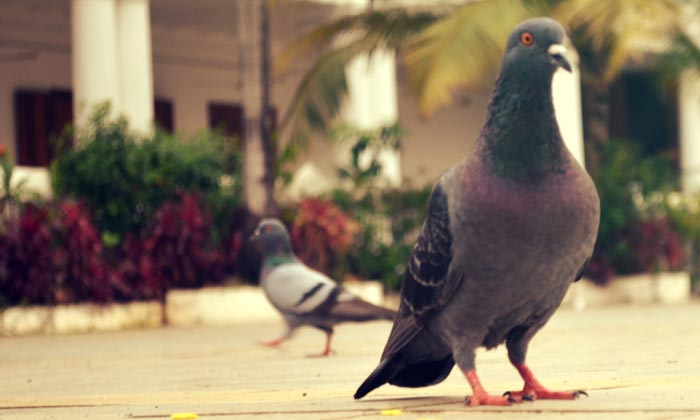 Puzzle Les pigeons