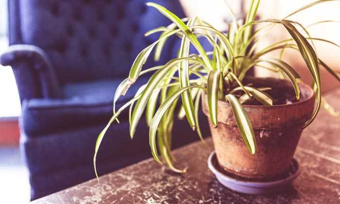 Puzzle pot de fleur