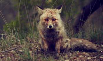 Puzzle 3753 - Renard
