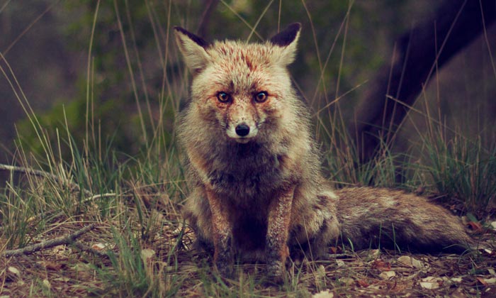 Puzzle Renard