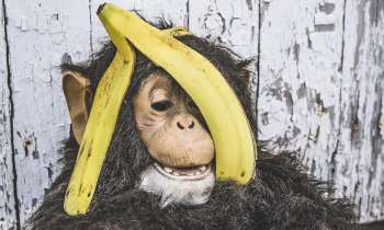 Puzzle 3726 - Singe joue avec une banane