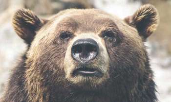 Puzzle 5002 - Gueule d'ours