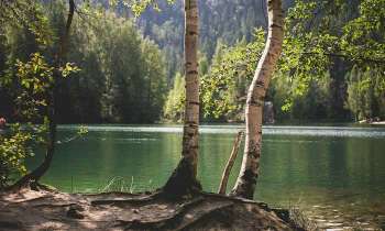Puzzle 4741 - Bouleaux au bord d'un lac