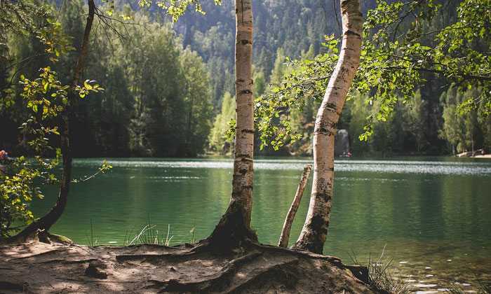 Puzzle Bouleaux au bord d'un lac