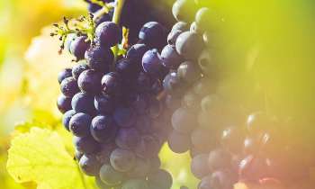 Puzzle 3810 - Grappes de raisins
