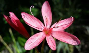 Puzzle 5083 - Fleur rose