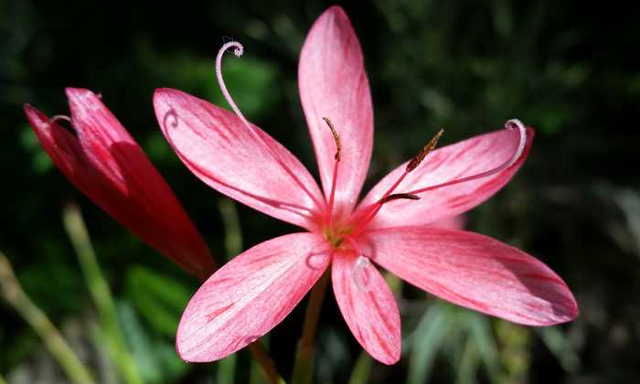 Puzzle Fleur rose