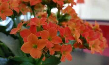 Puzzle 5125 - Fleurs oranges