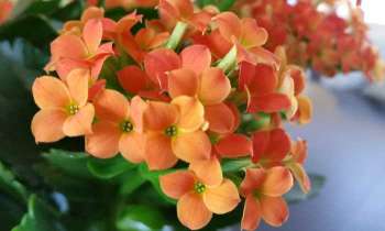 Puzzle 4941 - Fleurs oranges