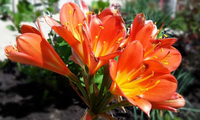 Puzzle Fleurs orangées