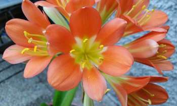 Puzzle 4975 - Fleurs oranges